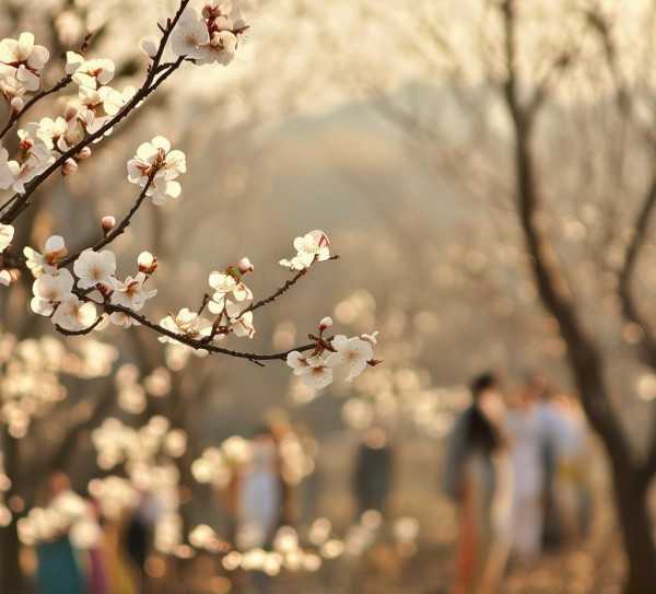 梨花歌韵，解码粤语经典背后的情感旅程,梨花又开放，粤语歌韵悠扬—探寻经典歌曲背后的故事与情感,旋律,情感,第1张